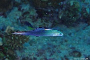 Ptereleotris evides Poisson flechette gris-Safaga Tobia harba-14m-20171121-Denis-ADER-DSC_3318_tn